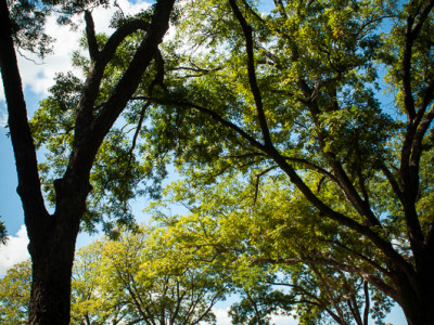 Shade Available from the Trees That Were Saved Along the Creek